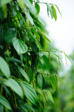 Photo for Black pepper fruits grow on tree in garden - Royalty Free Image