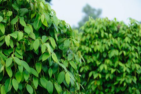Téléchargez les photos : Poivre noir fruits poussent sur l'arbre dans le jardin - en image libre de droit