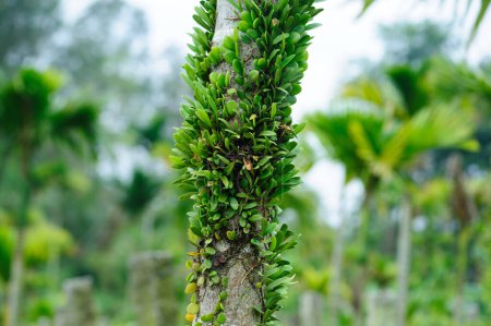 Foto de Viña parasitaria envuelta alrededor del tronco del árbol en el bosque tropical - Imagen libre de derechos