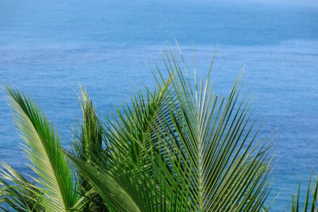 Foto de Hojas de palmera y superficie de olas marinas - Imagen libre de derechos