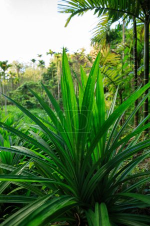Photo for Pandan leaves grow in tropical forest - Royalty Free Image
