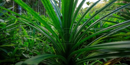 Photo for Pandan leaves grow in tropical forest - Royalty Free Image