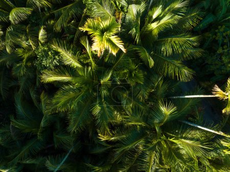 Photo for Palm trees in tropical forest - Royalty Free Image