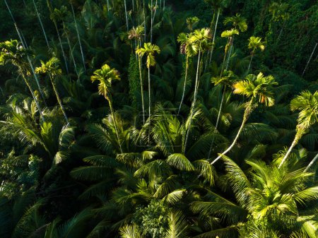 Foto de Palmeras en el bosque tropical - Imagen libre de derechos