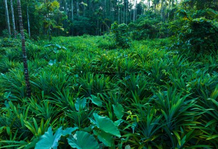 Téléchargez les photos : Les feuilles de Pandan poussent dans la forêt tropicale - en image libre de droit