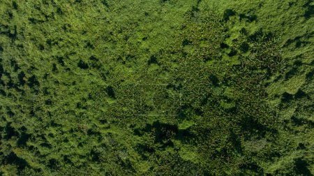 Photo for Aerial view of tropical forest landscape - Royalty Free Image
