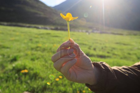 Téléchargez les photos : Main tenant des fleurs d'aster tatare dans les prairies de haute altitude, Chine - en image libre de droit
