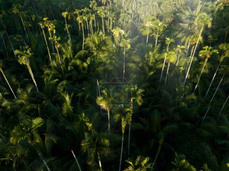 Téléchargez les photos : Palmiers en forêt tropicale - en image libre de droit