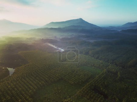 Photo for Aerial view of coconut trees farm in sunrise - Royalty Free Image