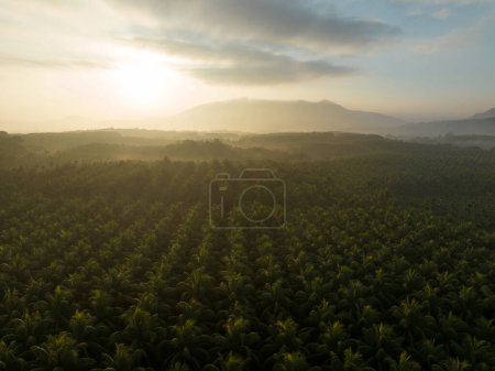 Téléchargez les photos : Vue aérienne de la ferme de cocotiers au lever du soleil - en image libre de droit