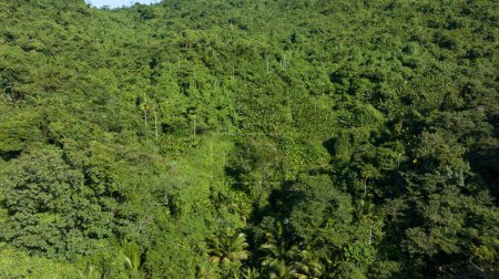 Photo for Aerial view of tropical forest landscape - Royalty Free Image