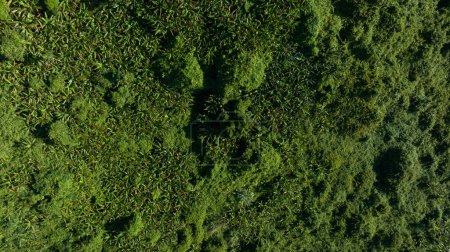 Téléchargez les photos : Vue aérienne du paysage des forêts tropicales - en image libre de droit