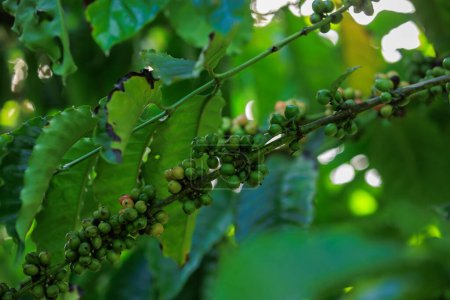 Téléchargez les photos : Les grains de café poussent sur l'arbre - en image libre de droit