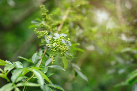 Photo for Sichuan Pepper  grow on tree - Royalty Free Image