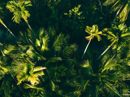 Foto de Árboles de Areca en bosque tropical - Imagen libre de derechos