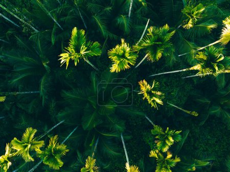 Photo for Areca nut trees in tropical forest - Royalty Free Image