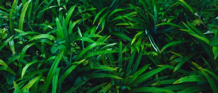 Photo for Pandan leaf grow in tropical forest - Royalty Free Image