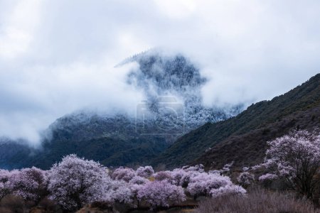 Photo for Blooming peach flowers in spring tibet,China - Royalty Free Image