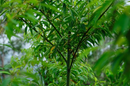 Photo for Litsea cubeba fruits grow on tree - Royalty Free Image