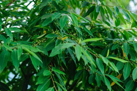 Photo for Litsea cubeba fruits grow on tree - Royalty Free Image