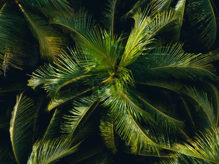 Photo for Aerial view of coconut trees farm - Royalty Free Image