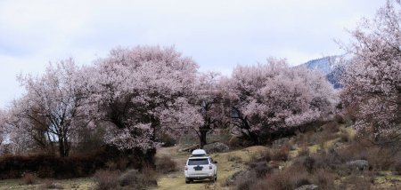 Photo for Trip in spring while peach flowers blooming in tibet, China - Royalty Free Image
