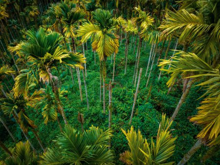 Téléchargez les photos : Vue du dessus du paysage en forêt tropicale - en image libre de droit