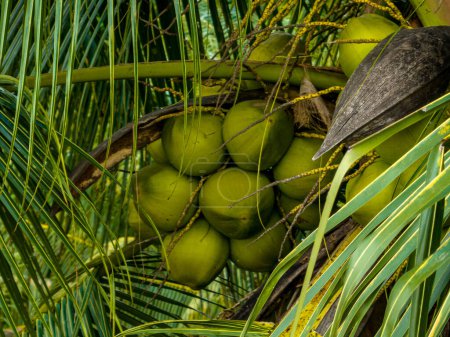 Photo for Coconut fruits grow on tree - Royalty Free Image