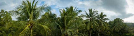 Photo for Aerial view of coconut fruits grow on tree - Royalty Free Image
