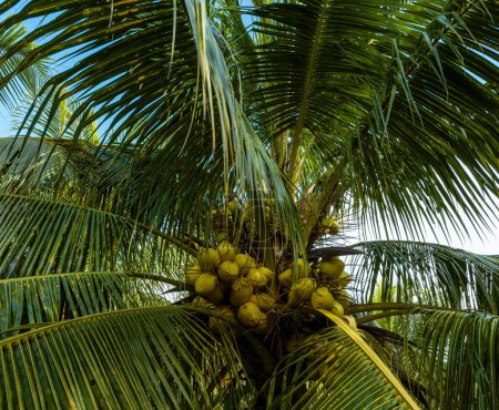 Foto de Vista aérea de los frutos de coco crecen en el árbol - Imagen libre de derechos