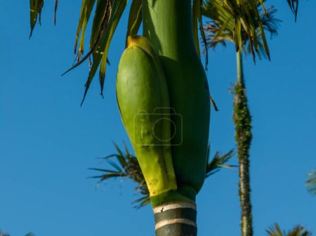 Photo for Aerial view of areca palm in tropical forest - Royalty Free Image