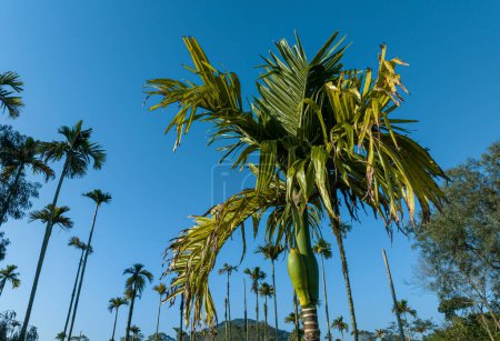 Téléchargez les photos : Vue aérienne du palmier areca en forêt tropicale - en image libre de droit