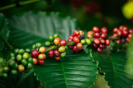 Foto de Los granos de café crecen en el árbol - Imagen libre de derechos