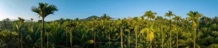 Téléchargez les photos : Vue aérienne panoramique des fruits de noix de coco poussent sur l'arbre - en image libre de droit