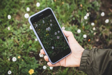 Téléchargez les photos : Smartphone prenant des photos de petites fleurs fleurissant dans les montagnes de haute altitude - en image libre de droit