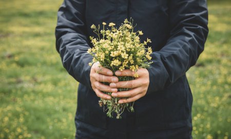 Téléchargez les photos : Les mains tiennent des fleurs d'aster tatare dans les prairies de haute altitude, en Chine - en image libre de droit