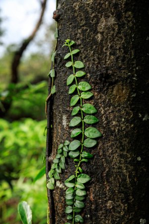 Foto de Viña parasitaria envuelta alrededor del tronco del árbol en el bosque tropical - Imagen libre de derechos
