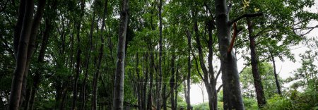 Téléchargez les photos : Paysage topique des montagnes forestières en été - en image libre de droit