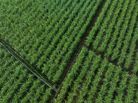 Photo for Aerial view of sugarcane plants growing at field - Royalty Free Image