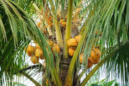 Foto de Frutos de coco crecen en el árbol - Imagen libre de derechos