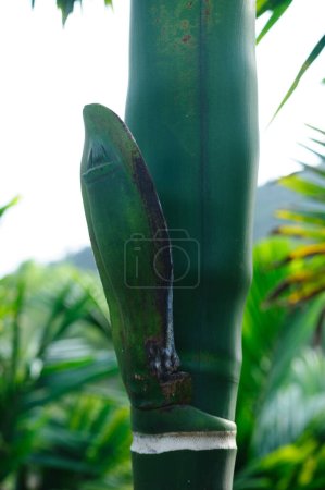Photo for Areca palm flower bud on tree - Royalty Free Image