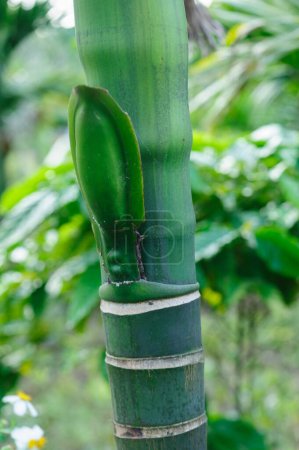 Foto de Areca palma flor brote en el árbol - Imagen libre de derechos