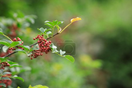 Photo for Sichuan Pepper grow on tree - Royalty Free Image