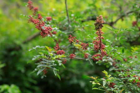 Photo for Sichuan Pepper grow on tree - Royalty Free Image