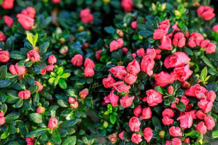 Téléchargez les photos : Fleurs d'azalée fleurissant dans le jardin - en image libre de droit