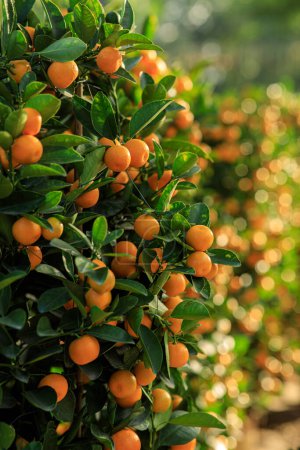 Téléchargez les photos : Les oranges mandarines poussent sur l'arbre pour une décoration chinoise heureuse du nouvel an - en image libre de droit