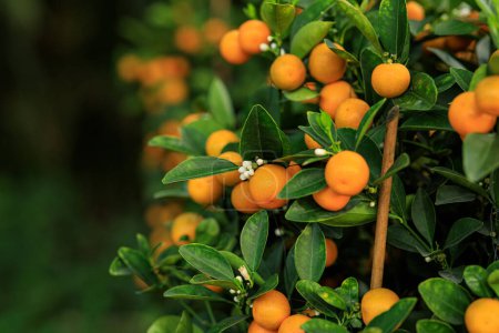 Foto de Las naranjas de mandarín crecen en el árbol para una feliz decoración de año nuevo chino - Imagen libre de derechos