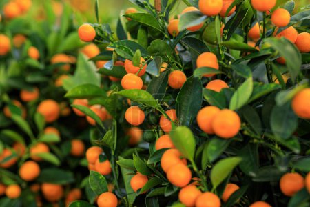 Photo for Mandarin oranges grow on tree for a happy chinese new year's decoration - Royalty Free Image