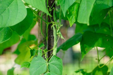 Photo for Bean pods with green leaves in the garden - Royalty Free Image