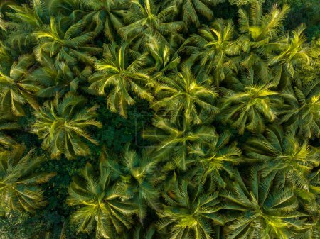Téléchargez les photos : Vue du dessus de la ferme de palmiers - en image libre de droit